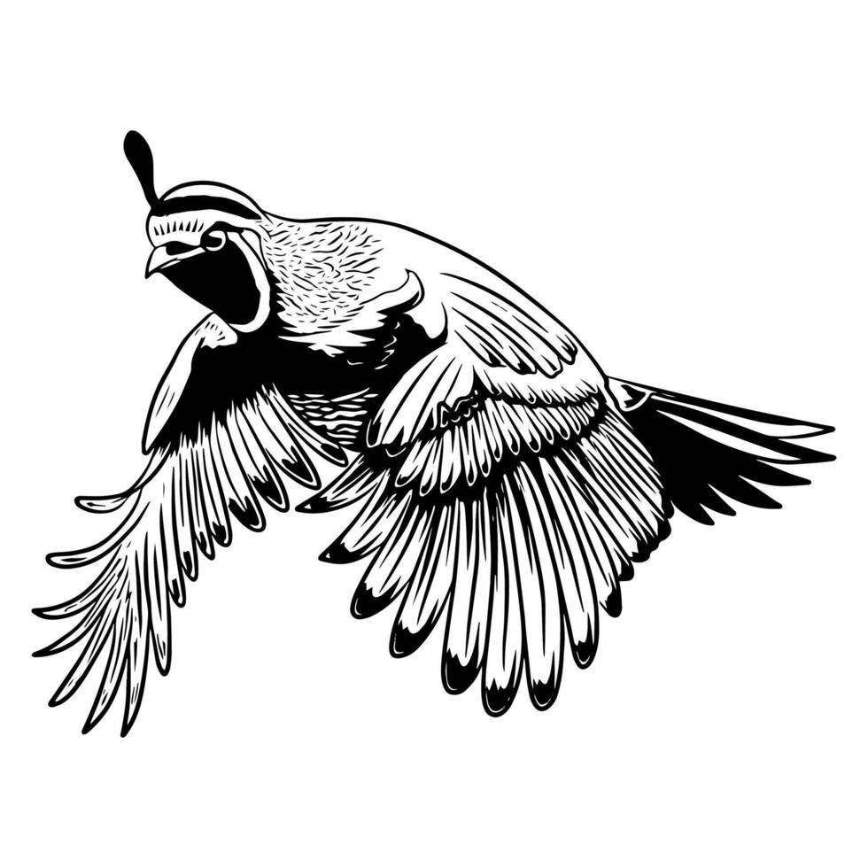 Illustration of a California quail in flight, with its wings spread wide in black and white vector