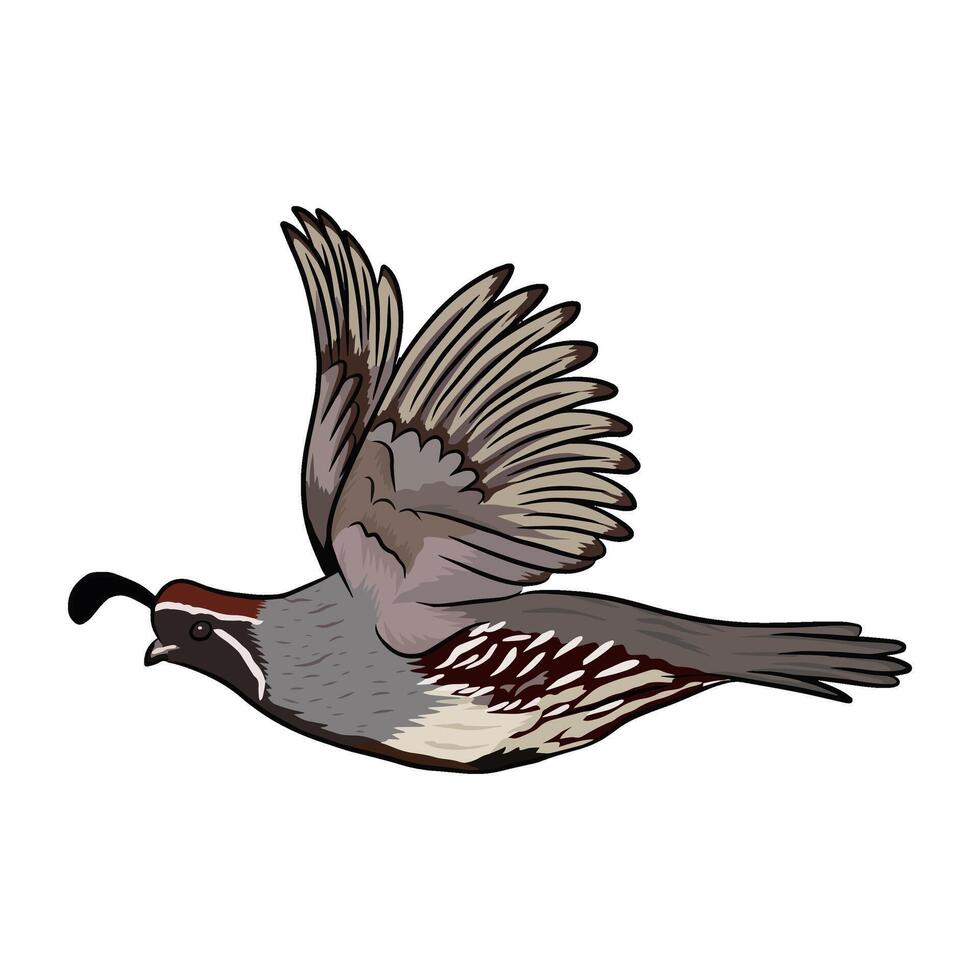 Illustration of a quail in mid-flight, shown from a side view with its beak slightly open. The artwork emphasizes the bird's streamlined body and wing movement, relevant to quail hunting themes. vector