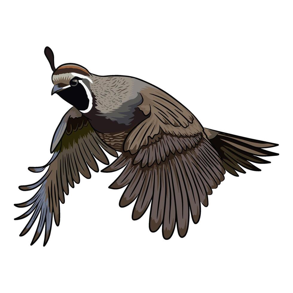 Illustration of a California quail in flight, with its wings spread wide vector