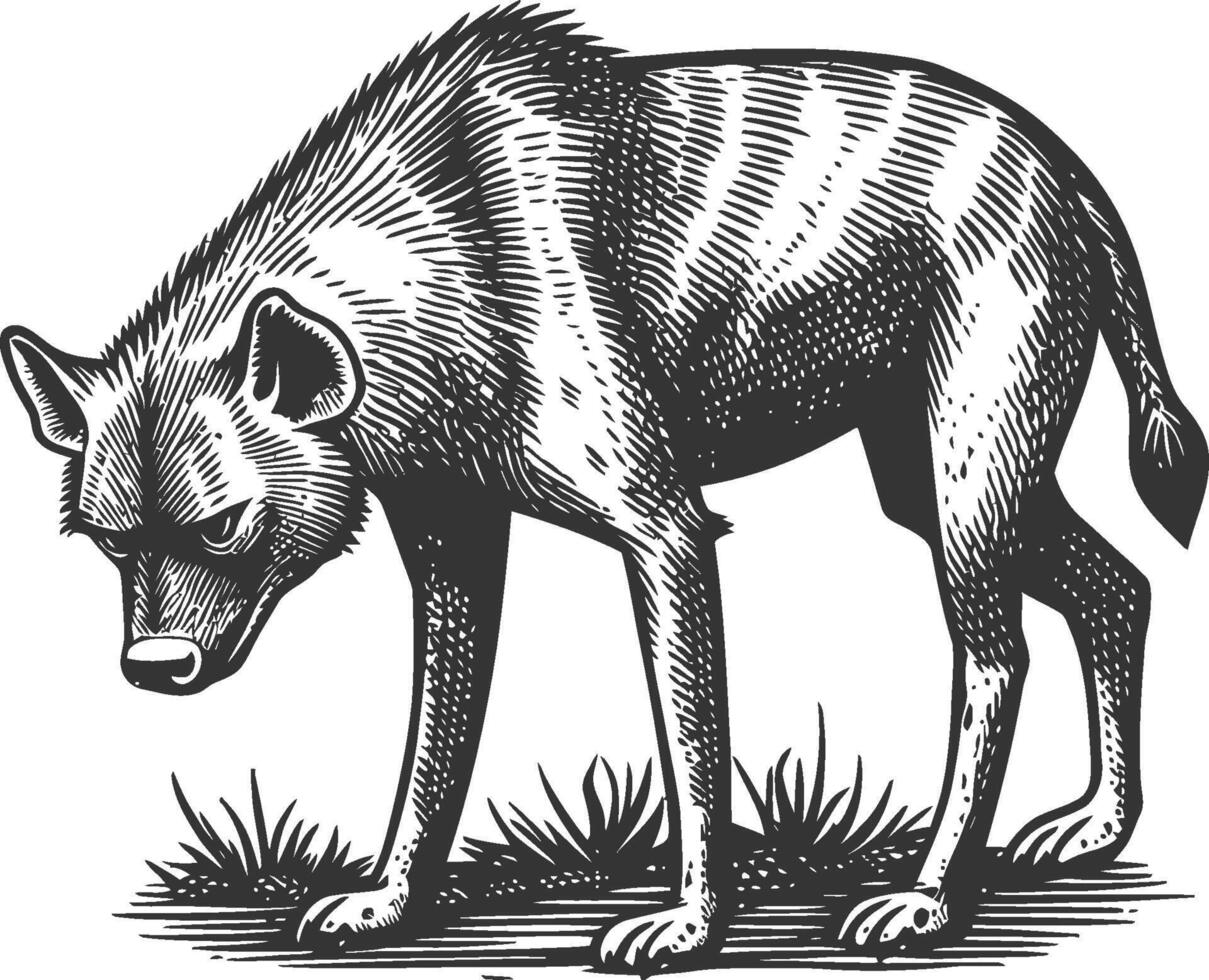 Black and White Illustration of a Hyena in a Detailed Drawing Style vector
