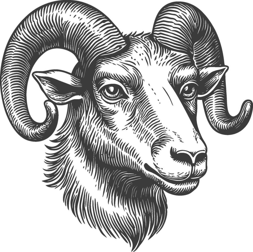 Detailed Illustration of a Ram Head with Intricate Line Work vector