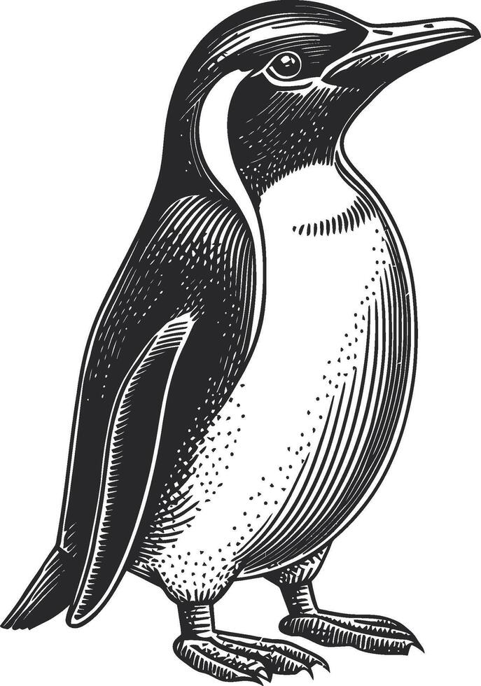 Detailed Illustration of a Penguin in a Classic Style vector