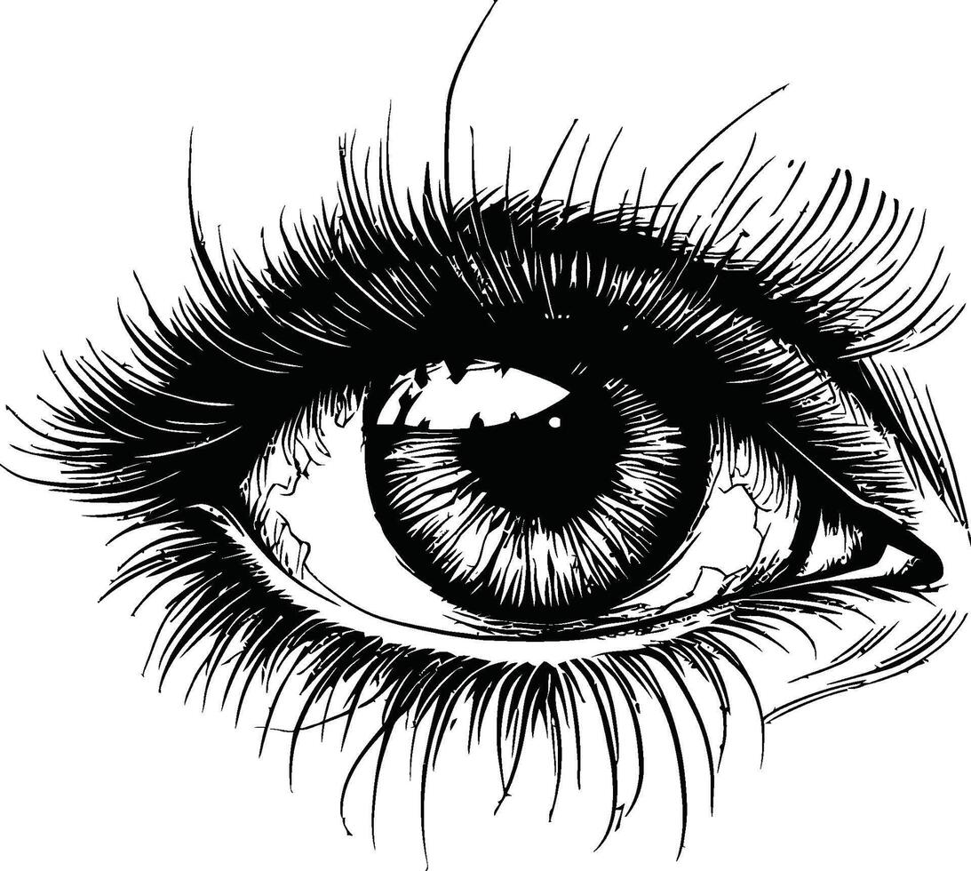 Detailed Illustration of an Eye with Intricate Lash Design vector