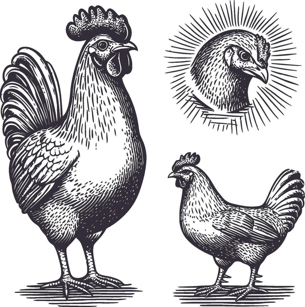 Vintage Chicken Sketches in Style for Artistic Illustrations vector