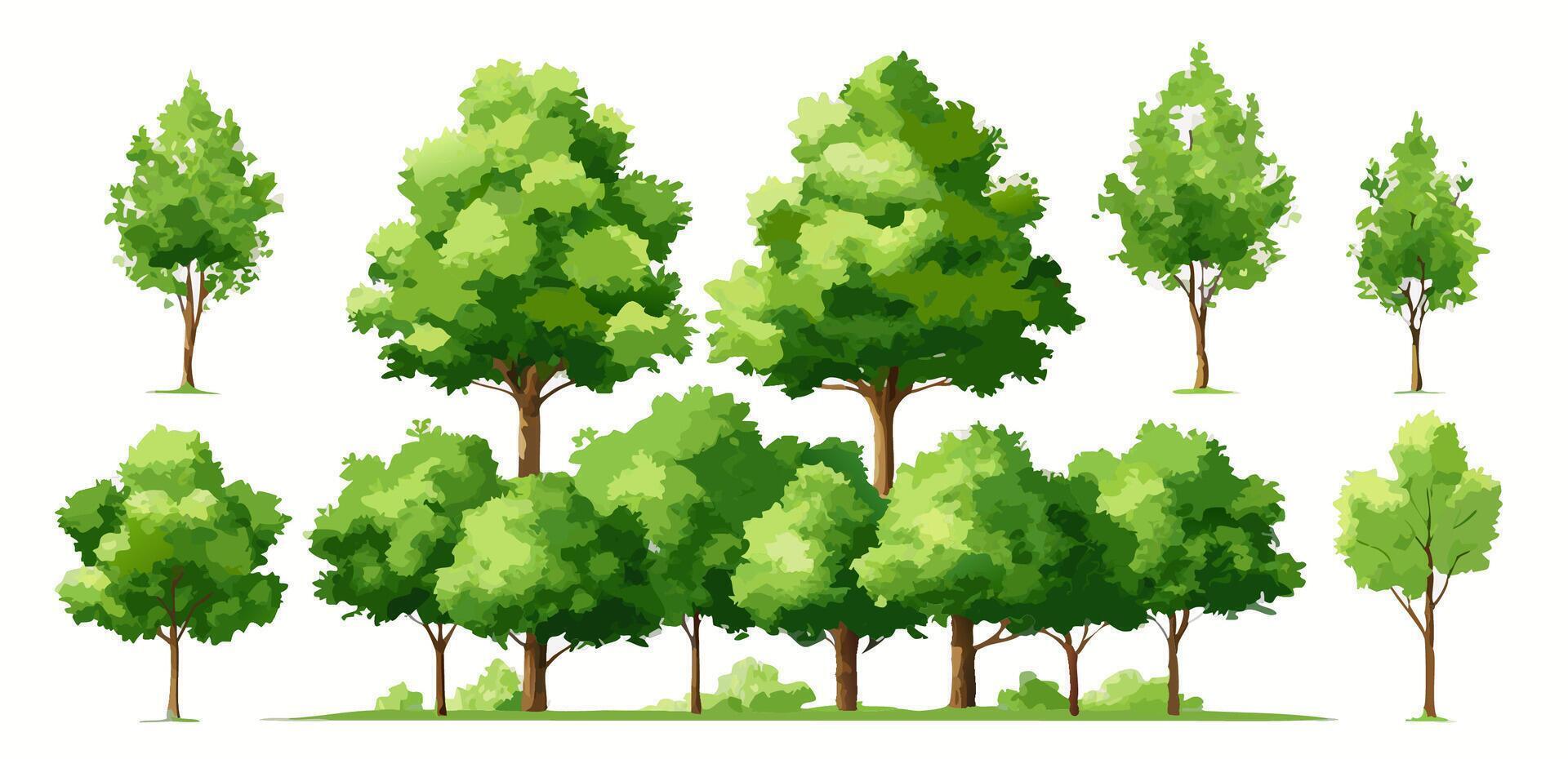Collection of Green Trees Various Sizes and Styles for Landscape Design vector