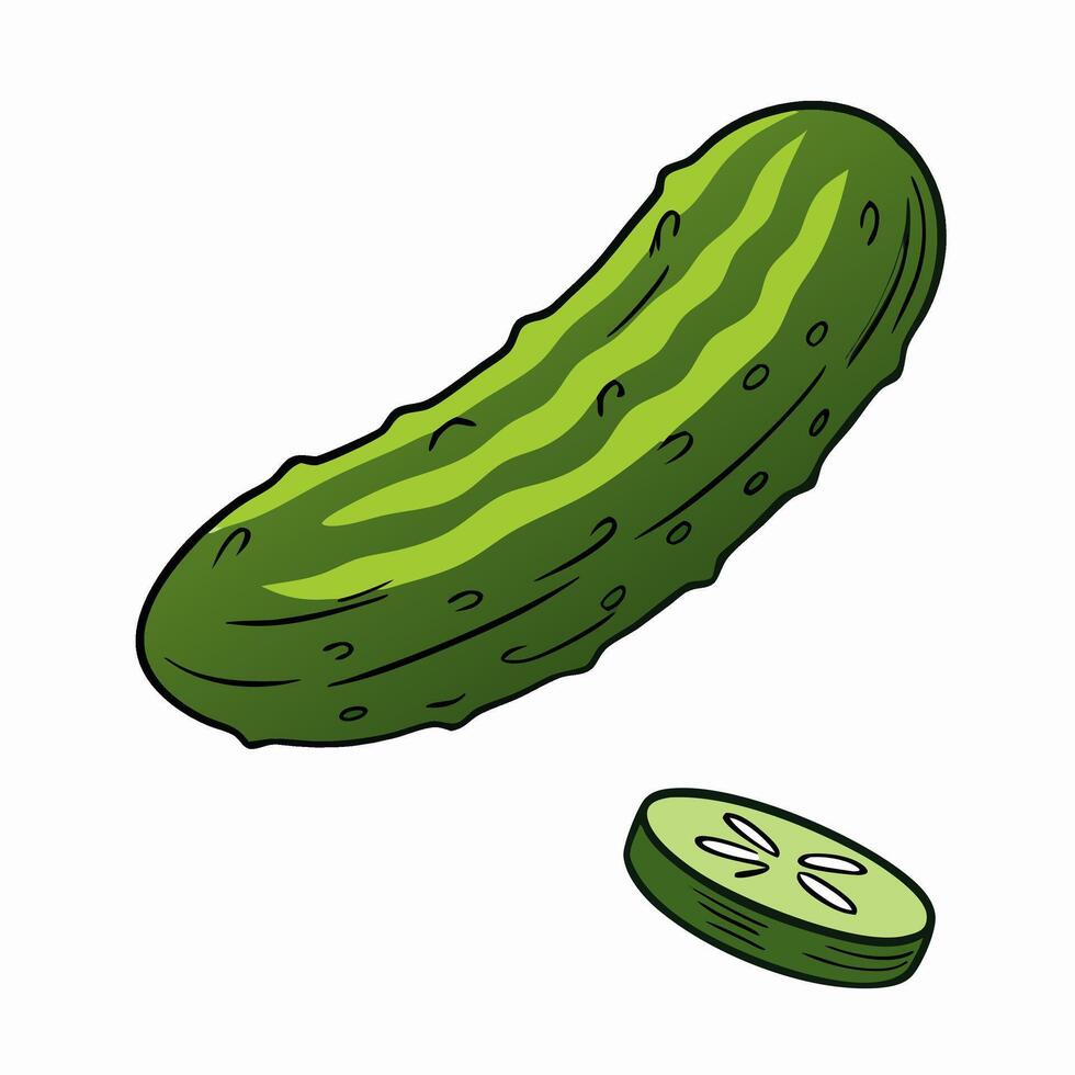 Whole Cucumber and Slice Fresh Green Vegetable vector