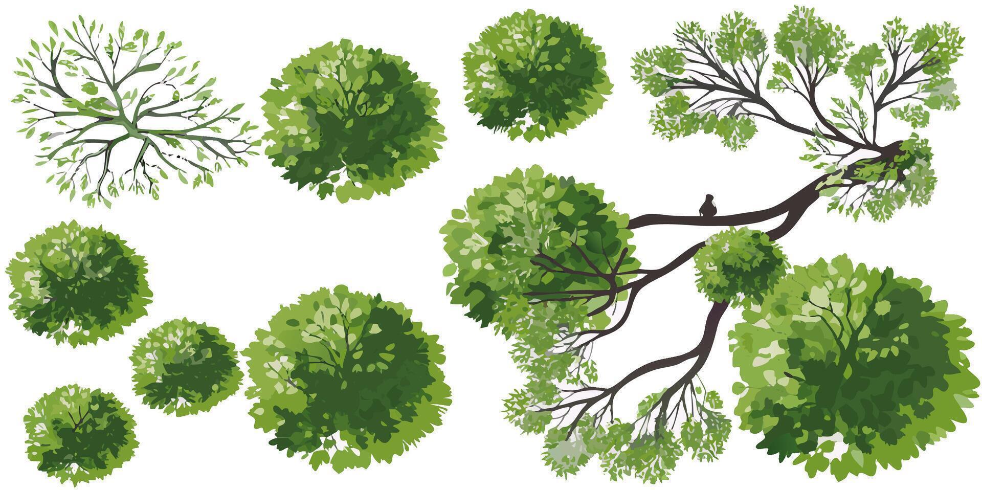 Aerial View of Lush Green Trees and Branches vector