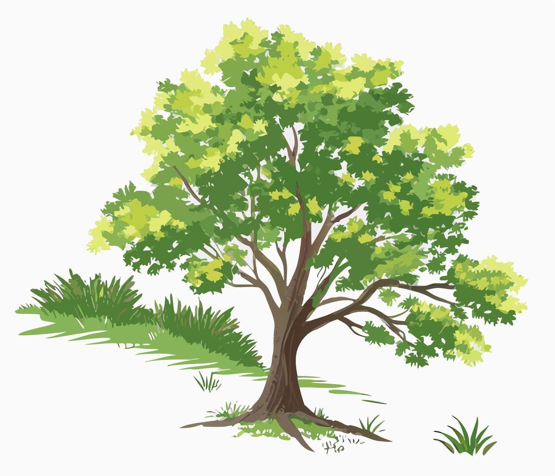 Large Green Deciduous Tree Illustration vector