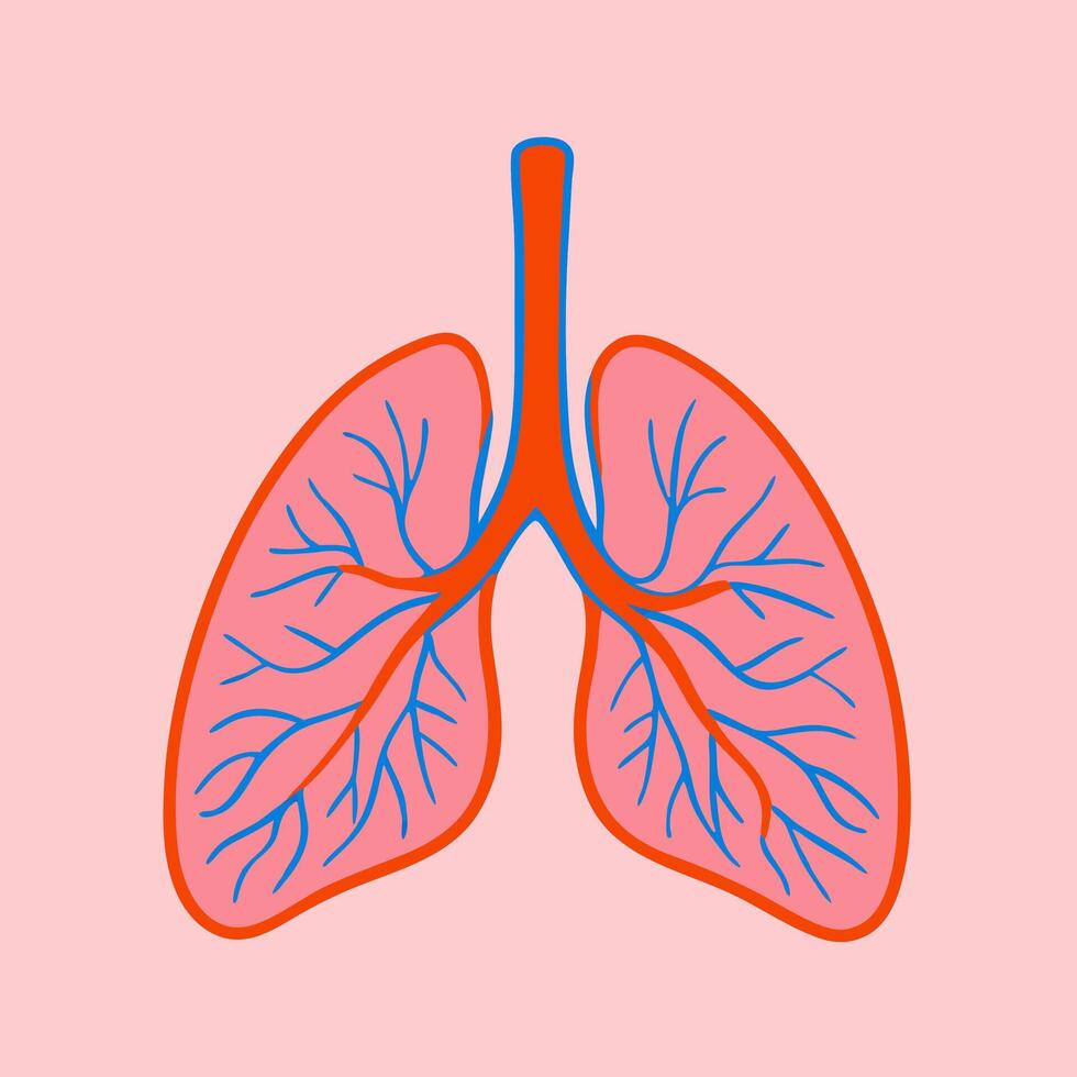 Human Lungs Illustration Respiratory System Anatomy vector