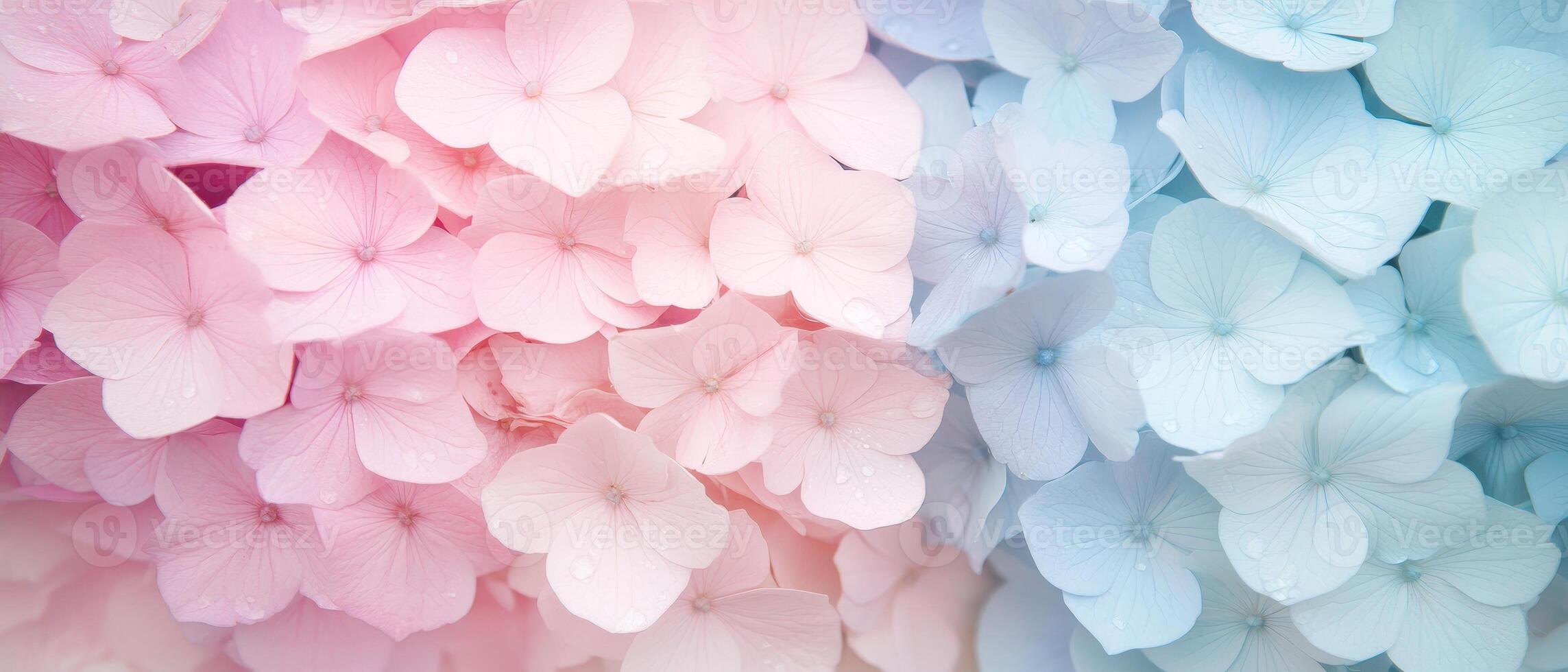 Pink and Blue Hydrangea Bloom Background for Gardening Project Delicate Floral Texture Pastel Colors photo