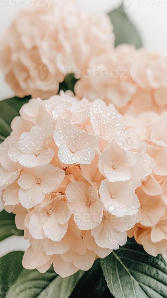 Close up of peach hydrangea blossoms with water droplets, representing elements of gardening and floral arrangements, soft lighting photo