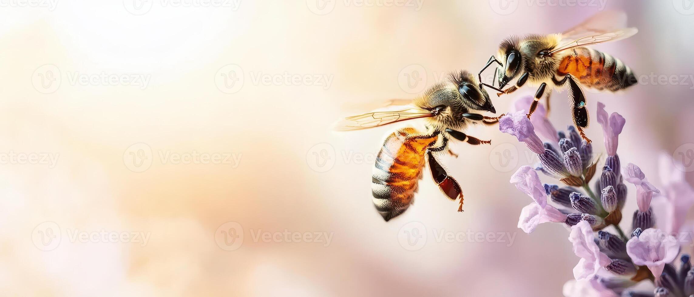 Bees on lavender flowers collecting pollen. Close up of insects gathering nectar in garden. Springtime flora with purple blossoms and bright sunlight. photo