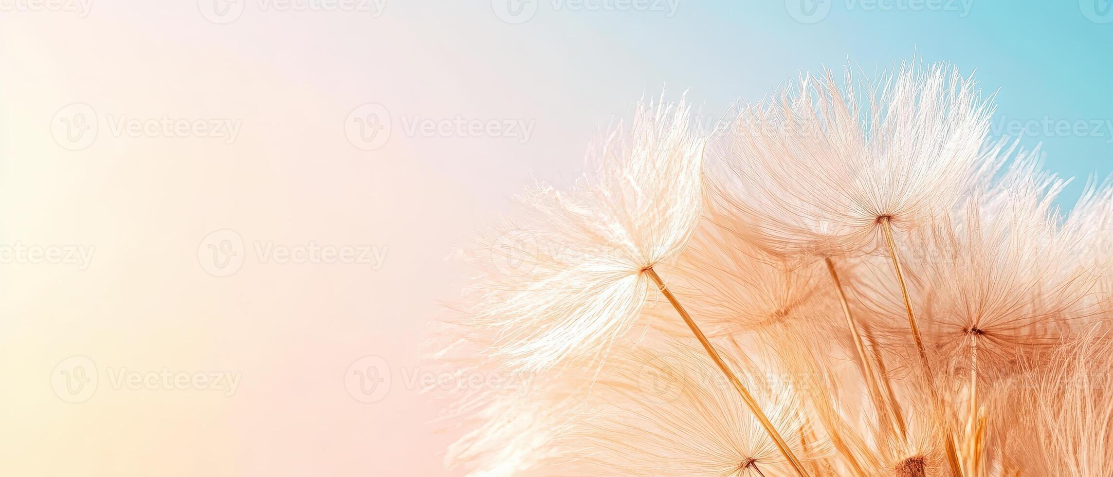 Dandelion Seeds Close Up Against Soft Pastel Sky. Delicate Fluffy Plant. Gardening Concept. Light And Airy. Nature Background. Spring Season. Summer. Floral Design. photo