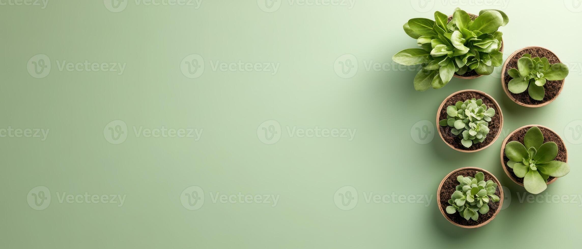 Small green plants inside pots. Gardening preparation and potting on green background. Top view of gardening with space for text. photo
