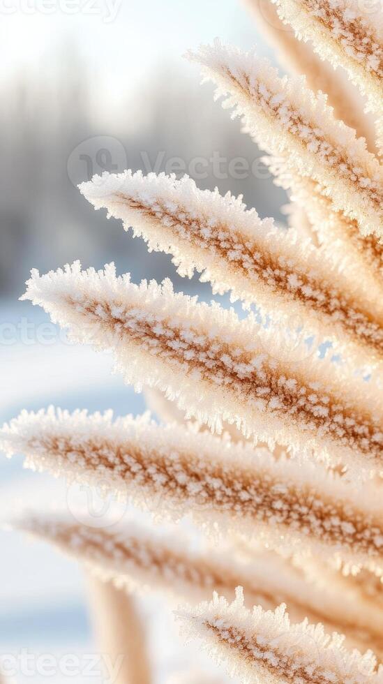 Frozen plant in winter. Plant covered with ice crystals against snowy landscape. Beautiful frosted plant with soft light. Winter season. photo