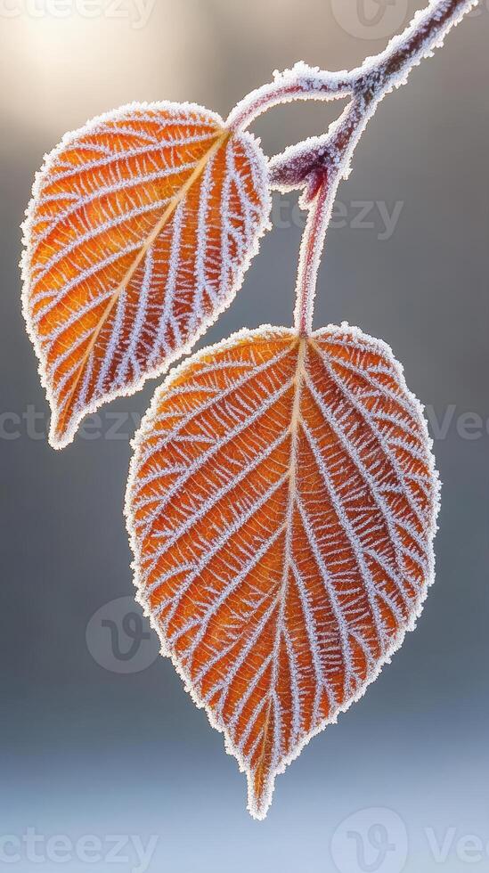 Two orange leaves hang from a small branch covered with frost crystals. Winter scene with frozen leaf texture detail against a blurry background. photo