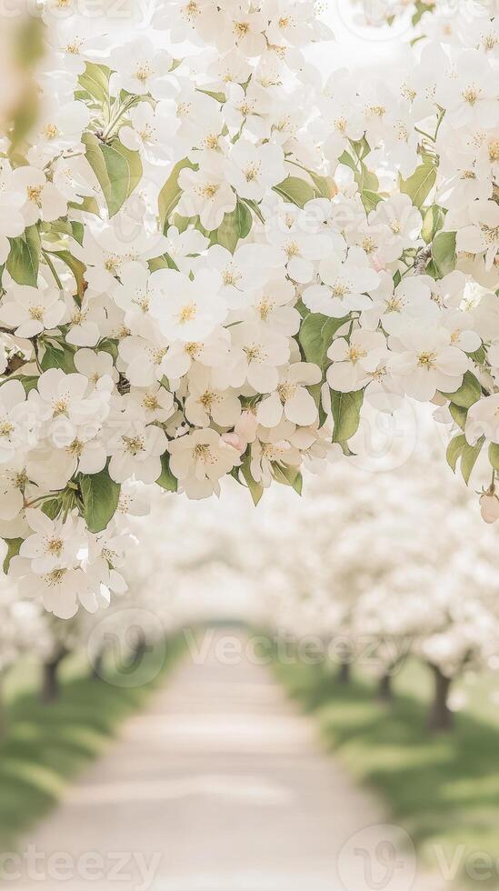 White blossoms cascade above a path lined with flowering trees. Soft light filters through the petals. A serene spring scene of nature. photo