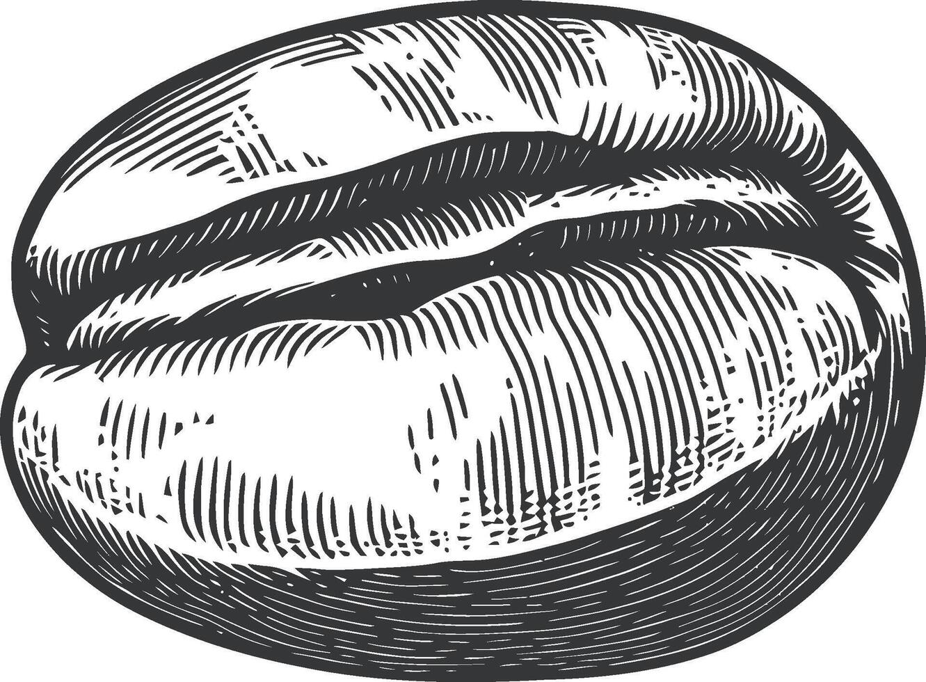 Hand-Drawn Illustration of a Coffee Bean in Vintage Style vector