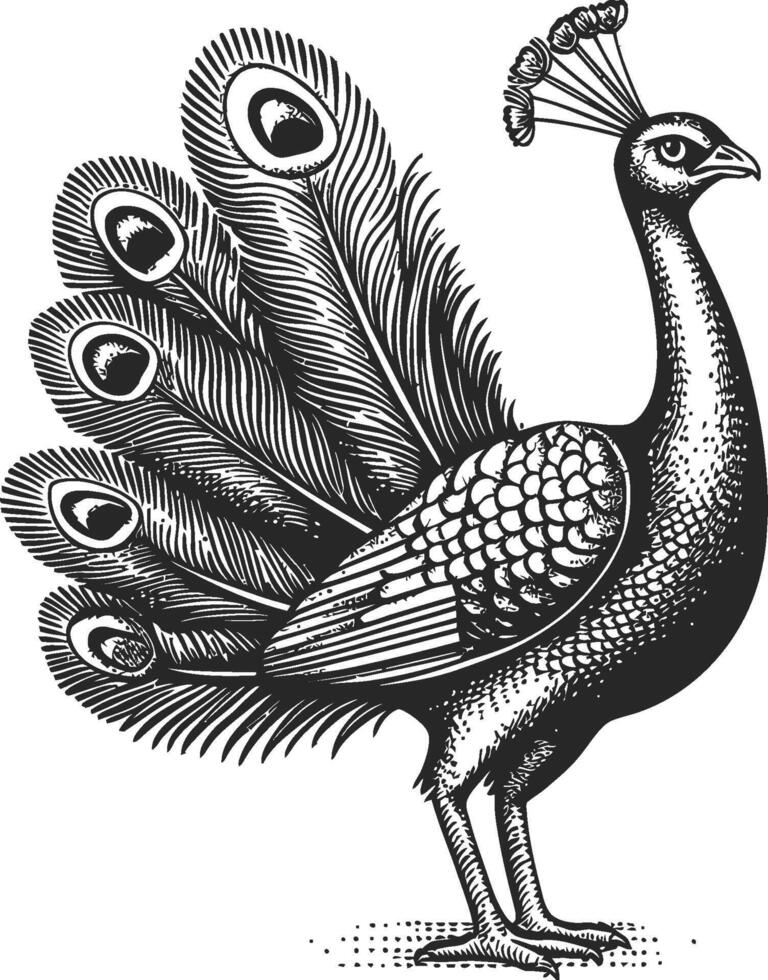 Detailed Illustration of a Majestic Peacock with Ornate Feathers vector