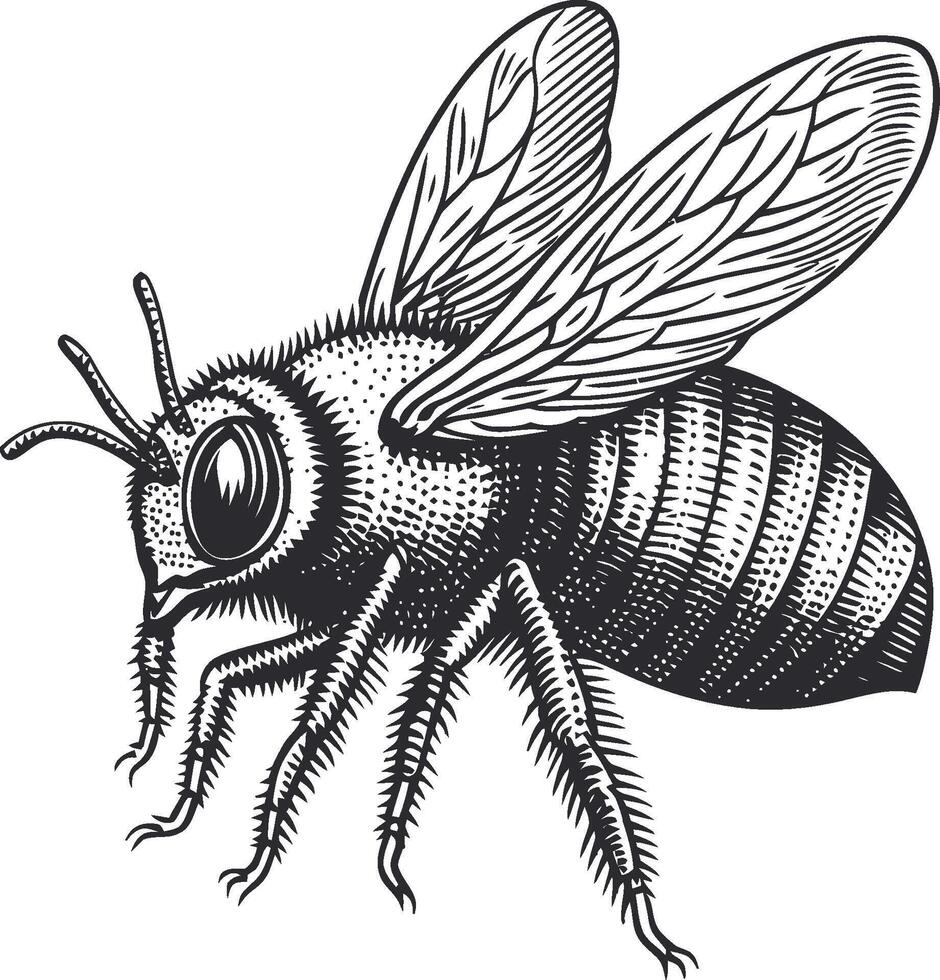 Detailed Illustration of a Realistic Bee for Art and Design vector