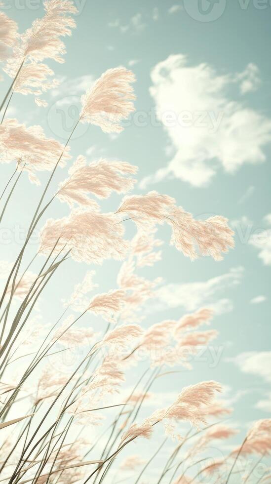 Tall grass blowing gently in the breeze against a bright sky filled with soft white clouds. Pastel colors present a peaceful gentle mood. photo
