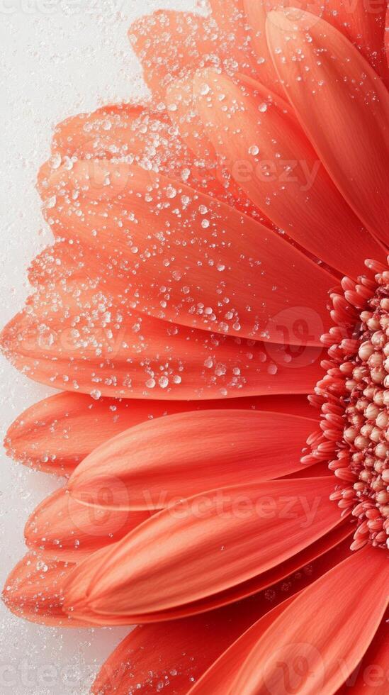 Close-up view of a vibrant orange gerbera daisy displaying intricate details and sparkling water droplets, highlighting nature's beauty and freshness photo
