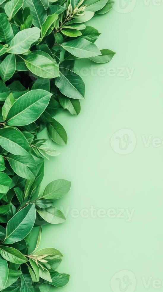 Fresh green leaves border on light green background. Lush foliage on the left. Blank space for text or design element. Natural plant frame photo