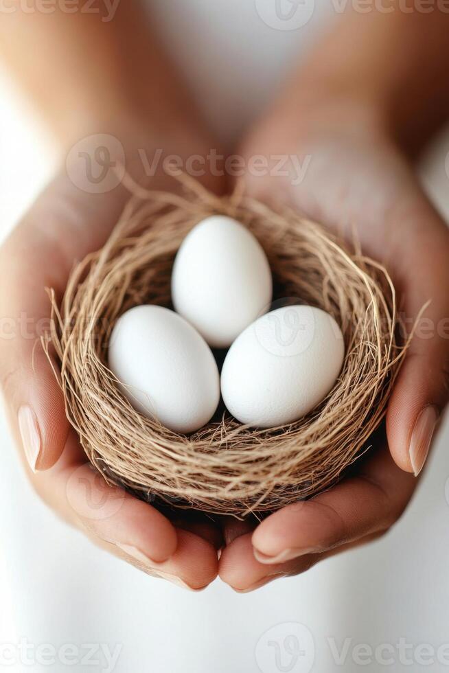 Hands gently hold small nest. Inside are three white eggs. The straw nest is a light brown color. Soft light fills the frame. photo
