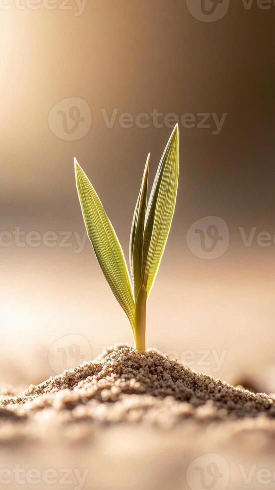 Young green sprout emerging from sand. Small plant growing in the warm sunlight. New life beginning in arid soil with hope. photo