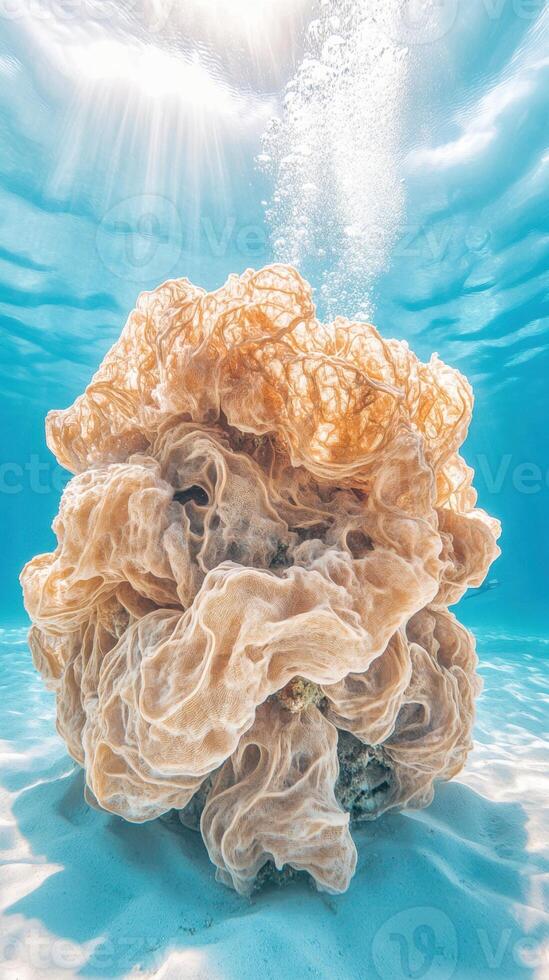 Underwater view of a large brain coral resting on white sand. Sunlight streams through turquoise water with many rising bubbles. photo