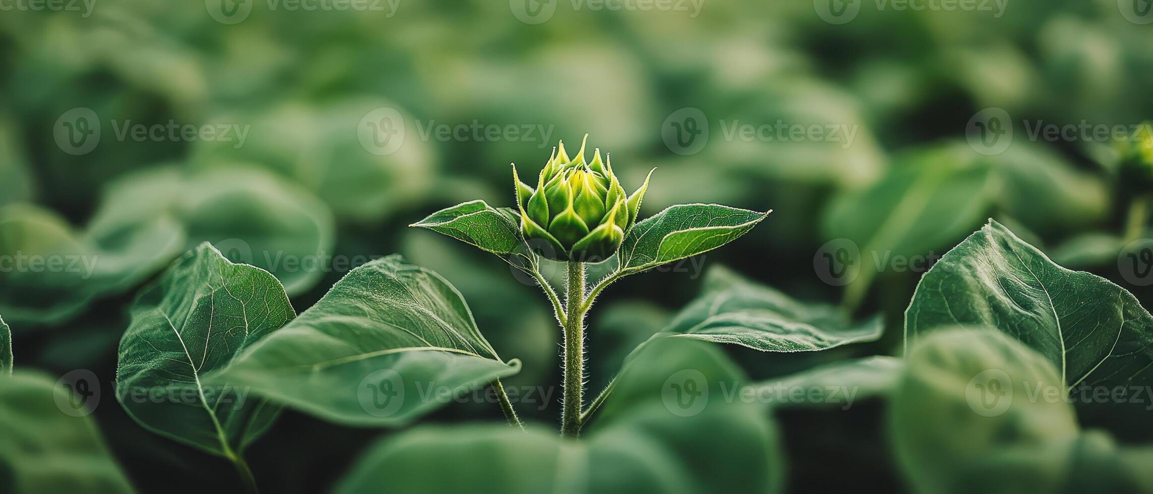 Unopened sunflower stands tall among lush green leaves in agricultural field. Farm crop awaits blooming in warm sunlight. Focus on center plant. photo