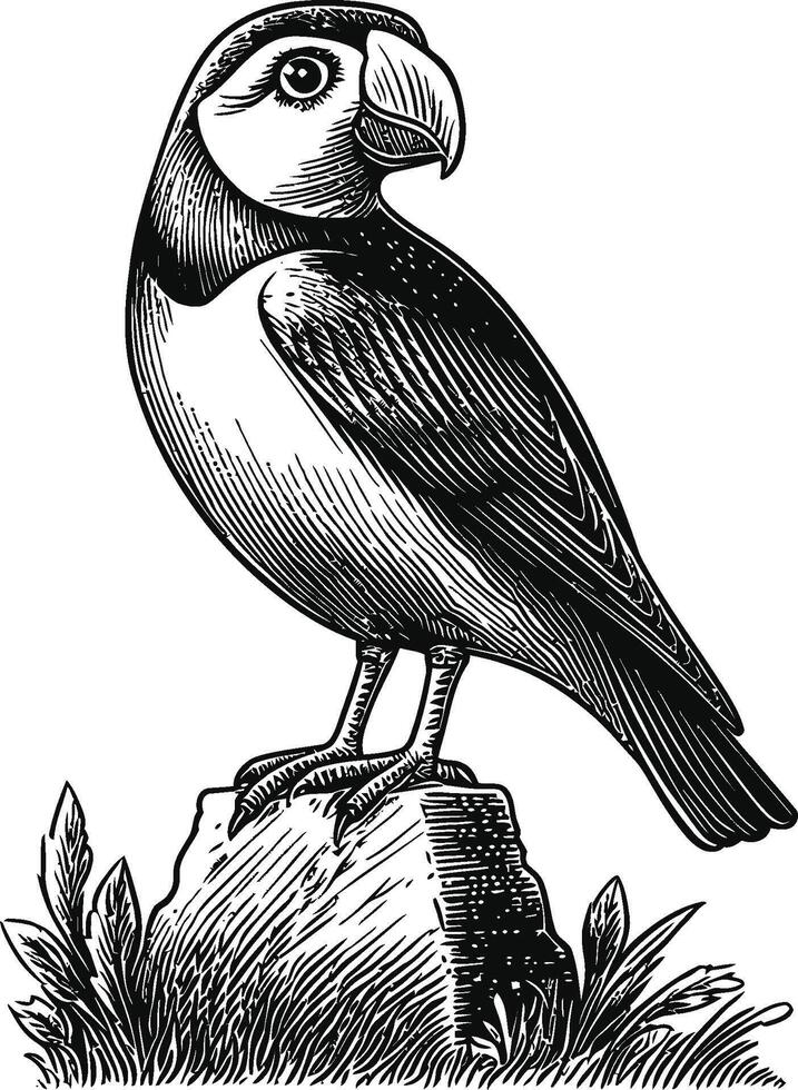 Detailed Illustration of a Puffin Standing on a Rock vector