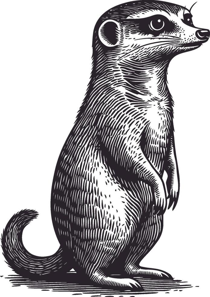 Detailed Illustration of a Standing Meerkat in Black and White vector