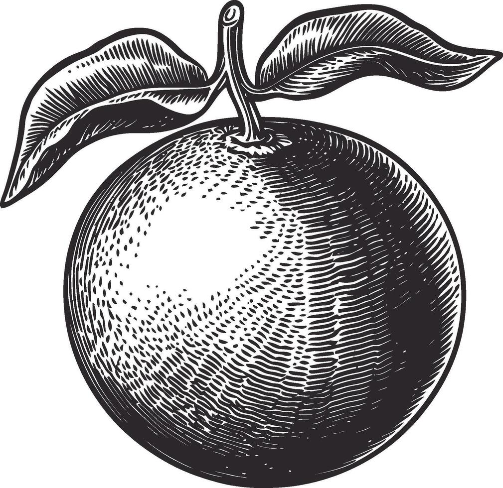Detailed Vintage Illustration of an Orange with Leaf Art vector