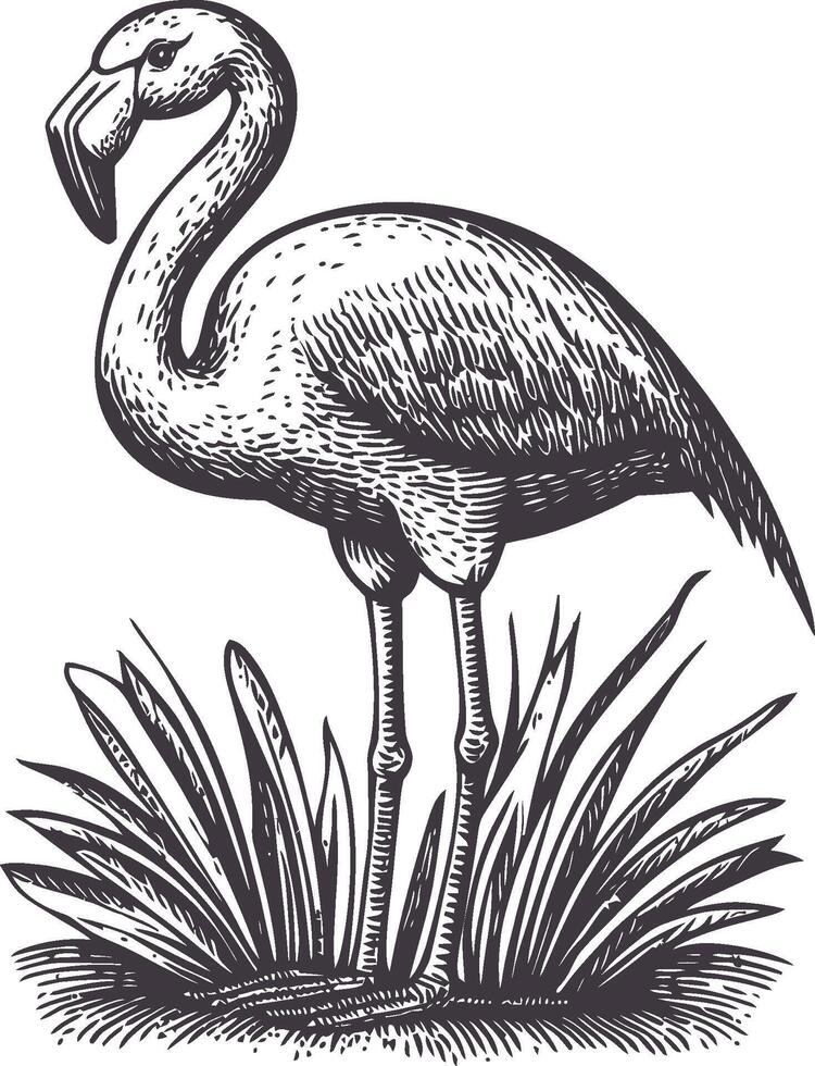 Detailed Vintage Illustration of a Flamingo Standing in Grassy Surroundings vector