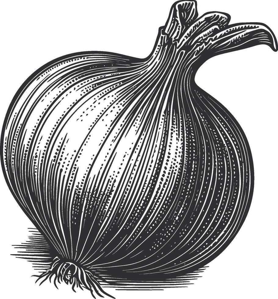 Detailed Black and White Illustration of a Whole Onion vector
