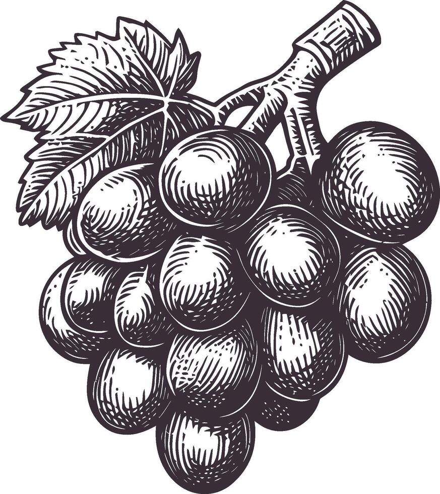 Hand-Drawn Illustration of Grapes with Leaf in Vintage Style vector