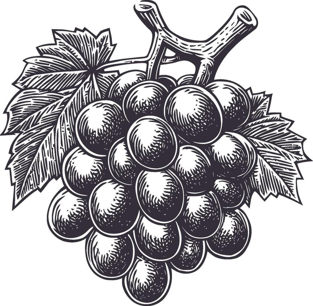Vintage Illustration of Grapes with Delicate Leafy Details vector