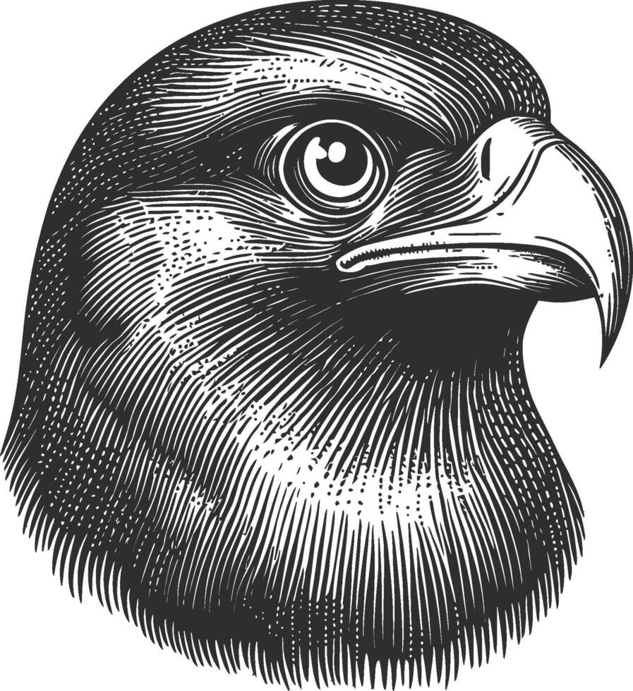 Detailed Illustration of a Majestic Bird in Classic Art Style vector