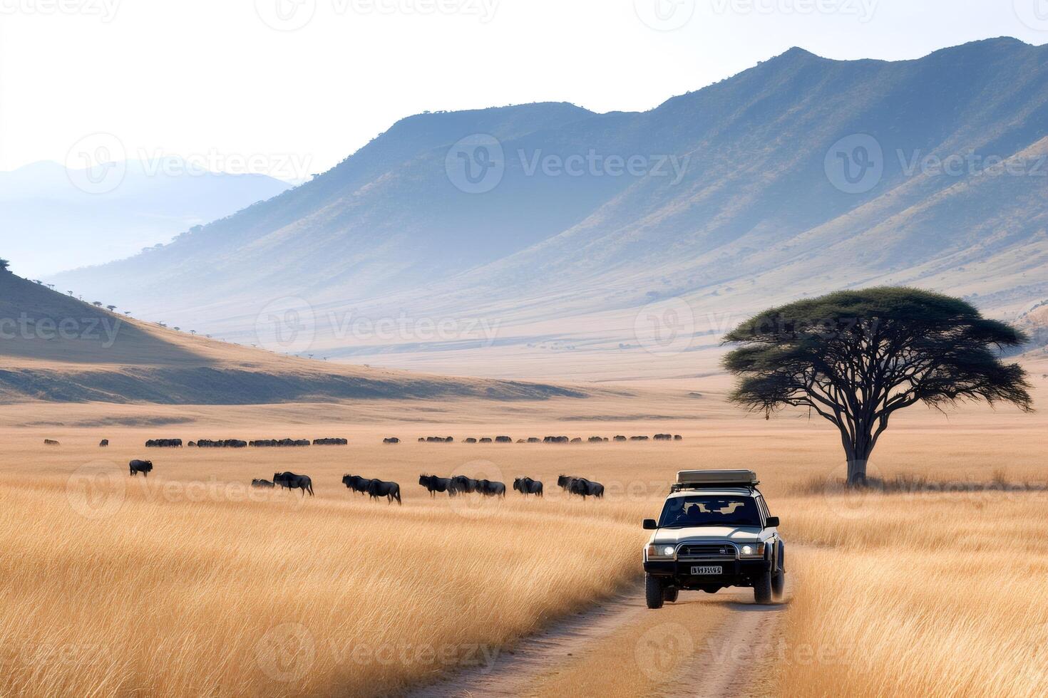 Tourists driving on a dirt road observing wildebeests migrating in the african savanna photo