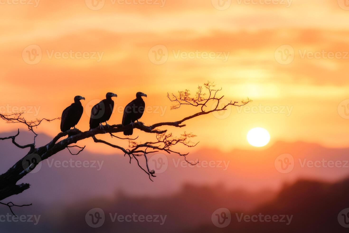 Vultures resting on a dry branch during sunset photo