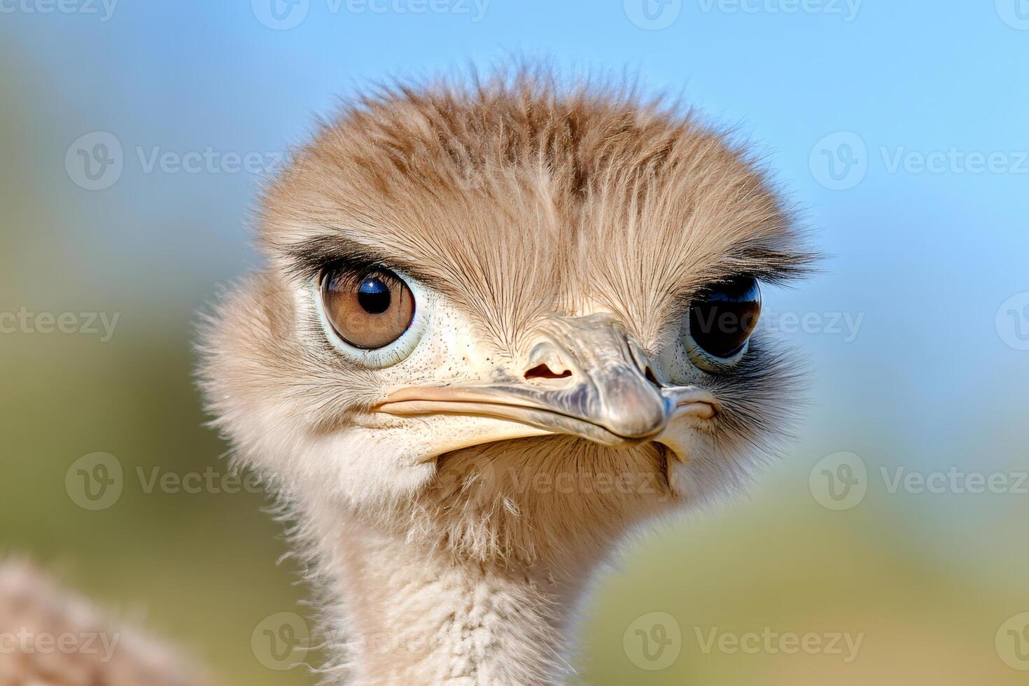 Greater rhea chick staring with intense look photo
