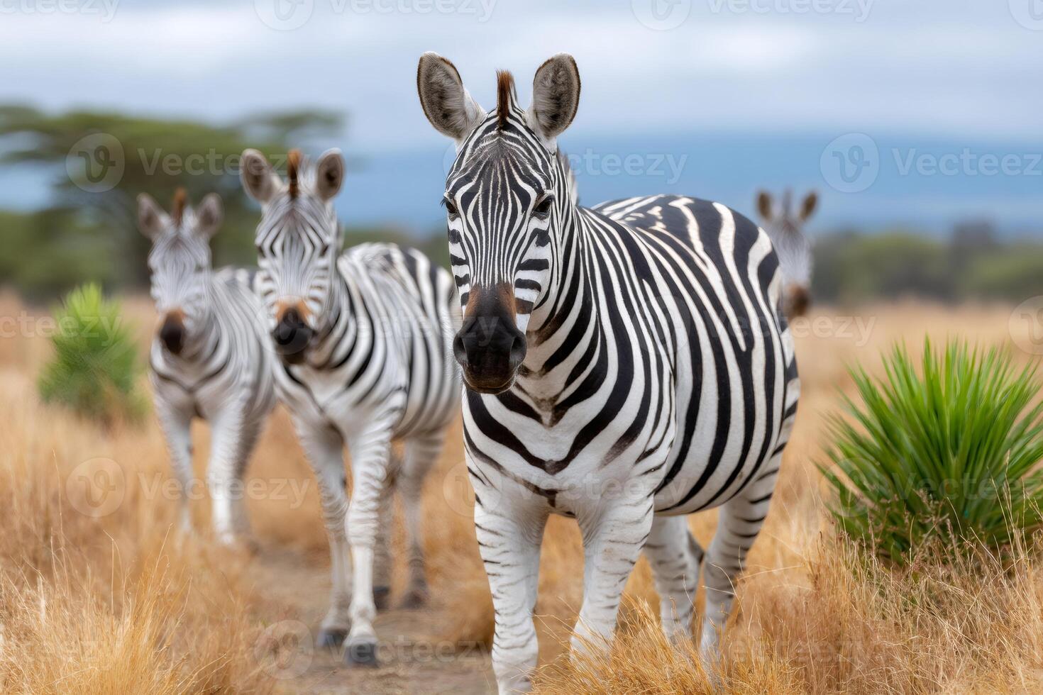 Zebras walking in the african savanna during daytime photo