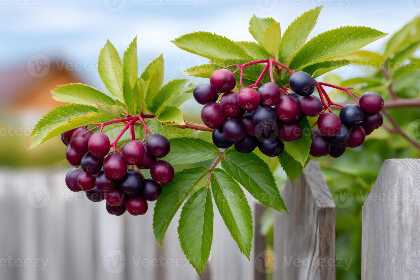 Ripe aronia berries hanging on branch over wooden fence photo