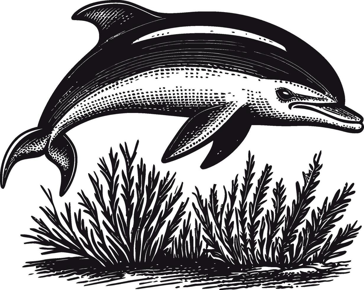 Vintage Dolphin Illustration in Black and White Drawing Style vector