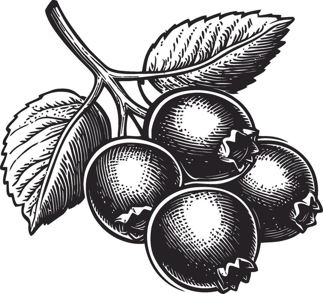 Black and White Vintage Illustration of Berry Branch with Leaves vector
