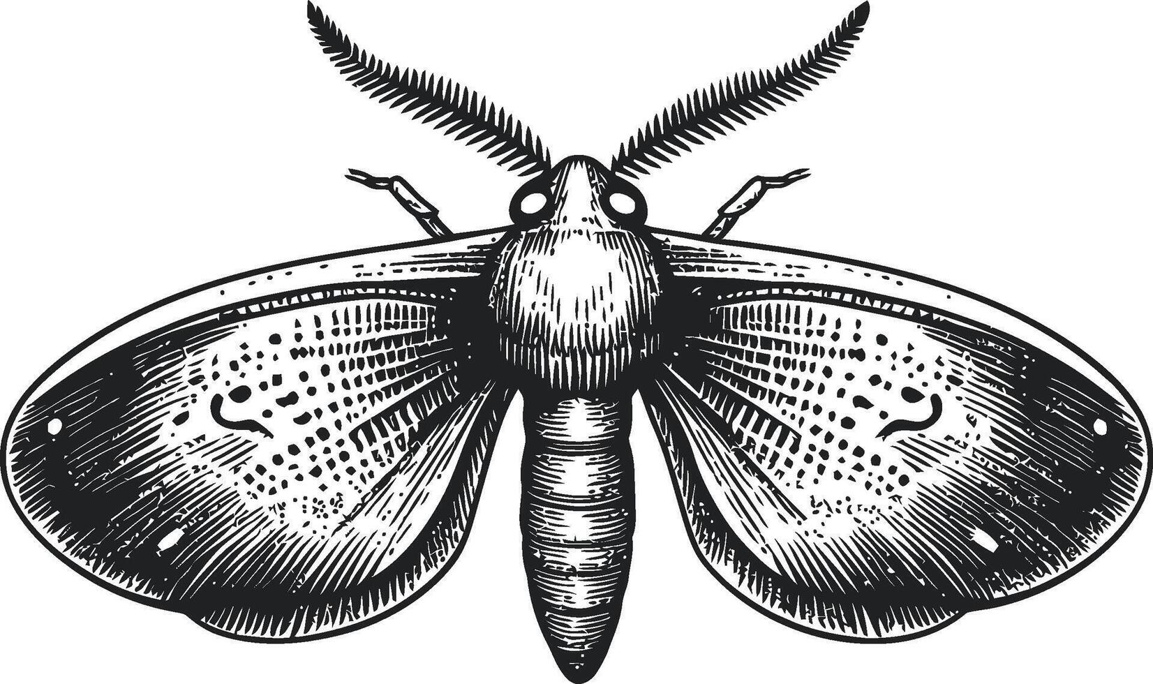 Detailed Black and White Illustration of a Moth with Intricate Patterns vector