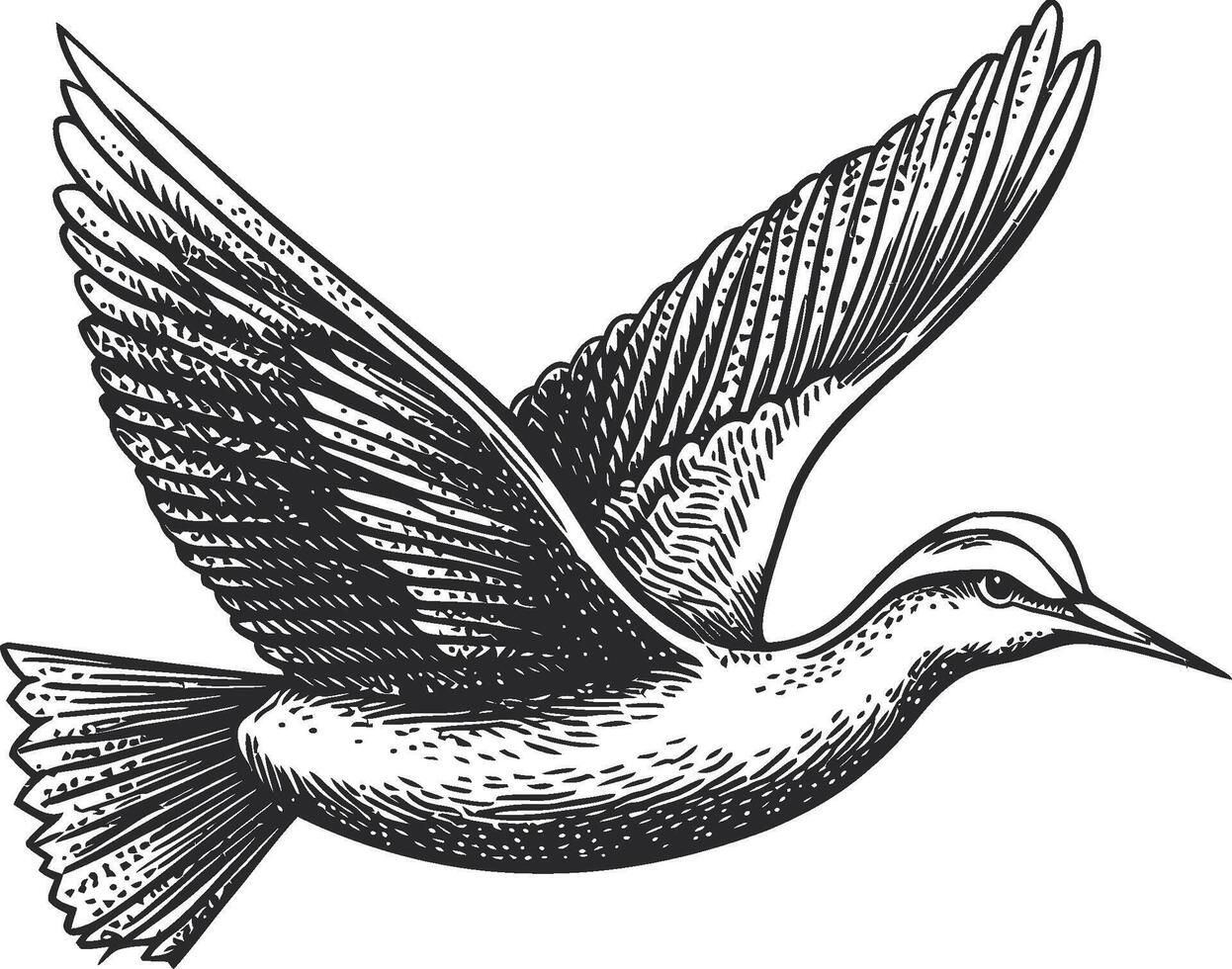 Detailed Hand-Drawn Illustration of a Bird in Flight with Wings Spread vector