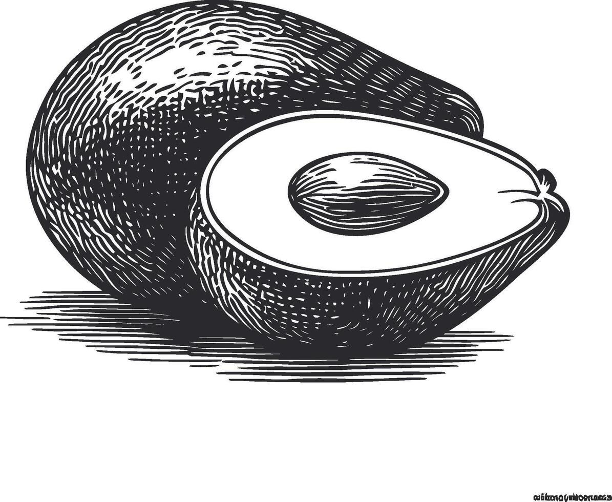 Hand-drawn Illustration of an Avocado and Its Seed vector