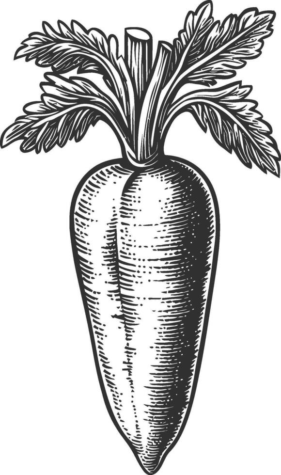 Detailed Black and White Illustration of a Radish with Leaves vector